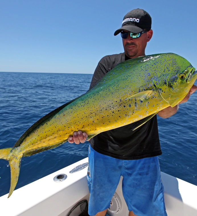 Captain Steve holding a large, vibrant yellow and green Mahi-Mahi caught on an offshore fishing charter.